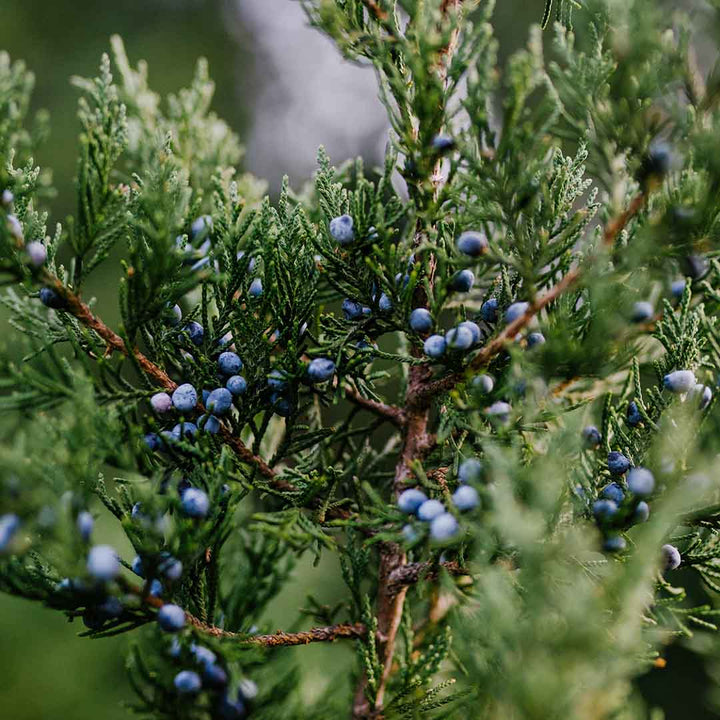 JUNIPER BERRY ESSENTIAL OIL (HIMALAYA)