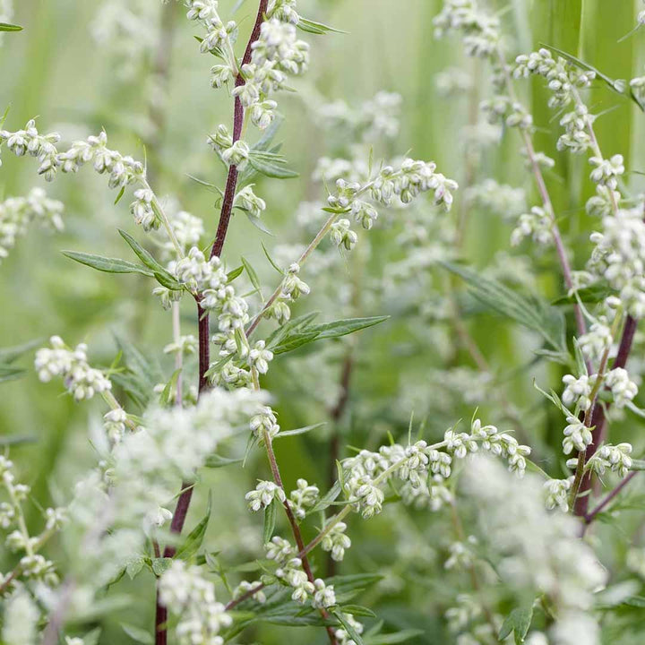 MUGWORT (ARMOISE) ESSENTIAL OIL